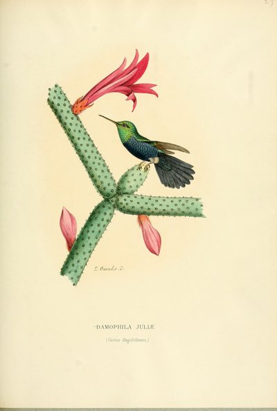 داموفيلا جولي بواسطة لويس فيكتور بيفاليت